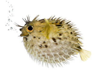 Long-spine porcupinefish also know as spiny balloonfish (fish) -