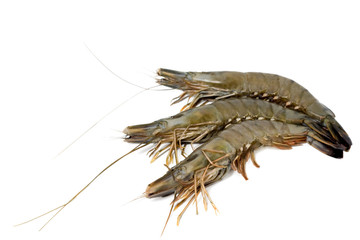 shrimp