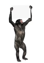 Papier Peint photo Lavable Singe protesting monkey