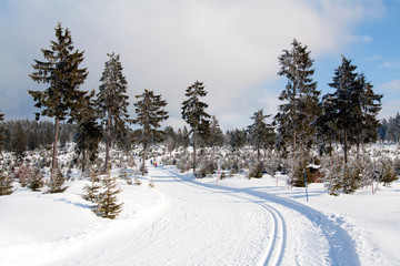 Langlauf im Winterwald