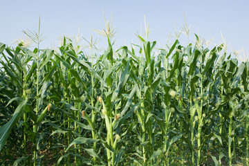 Obraz premium corn field and blue sky