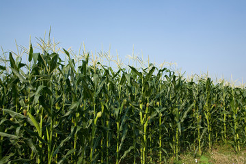 corn field and blue sky