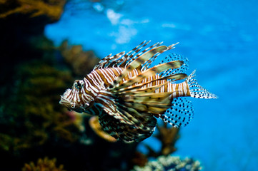 lion fish