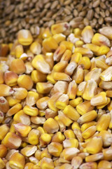 Grains
