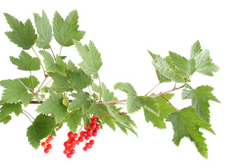 Branch a currant