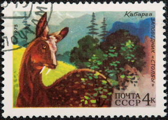 Postal stamp. The Siberian musk deer  is a musk deer