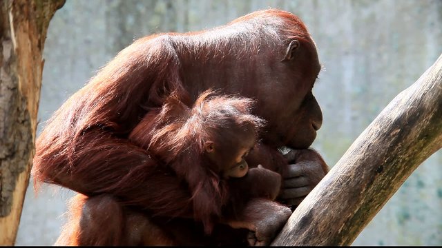 Orangutan mit baby