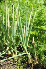 Obraz premium SONY DSC