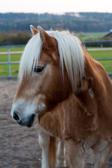 Naklejka premium Pferd