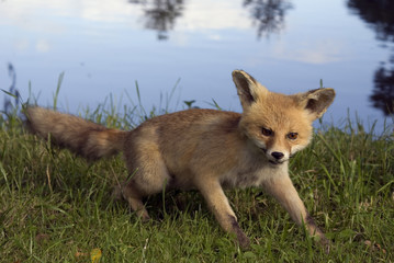 Fuchs am Wasser