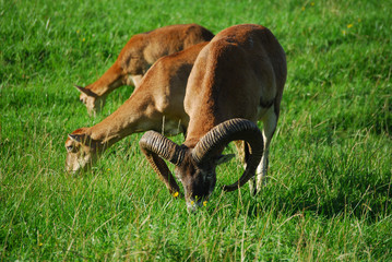 Mufflonbock