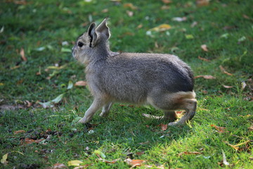 Mara