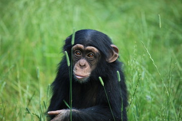 schimpansenbaby