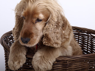 Cocker im Korb #6
