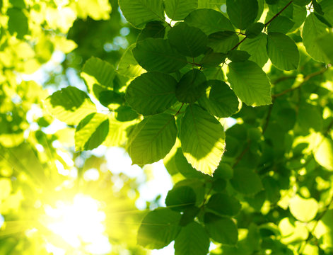 Green leaves with sun ray