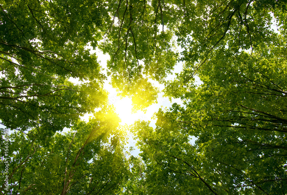 Poster sun in deep forest
