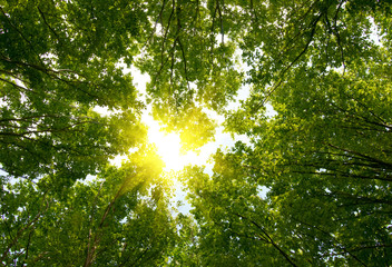 Panele Szklane Podświetlane  Słońce w głębokim lesie