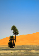 palm tree on the edge of Sahara desert - 15654195