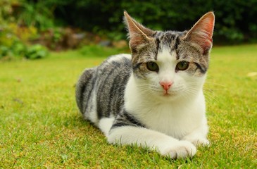 kitten on the lawn