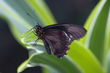 exotischer Schmetterling