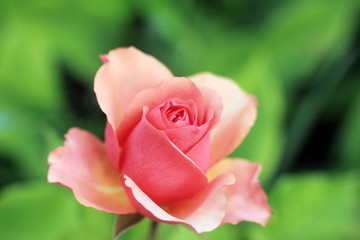 Rose- portrait © Argiz