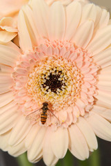 Gerbera II