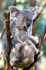 Koala bear sitting in a tree