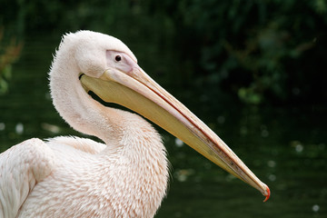 Close-up of an Eastern White Pelican with a very long beak