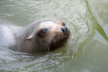 Fototapeta premium A sea lion sticking its head out of the water