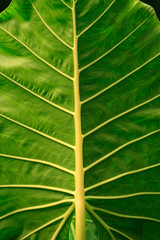 Alocasia