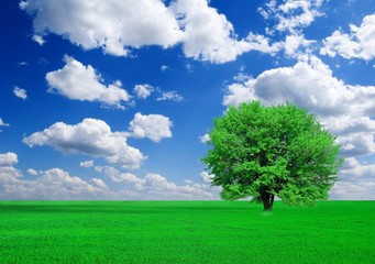Fototapeta na wymiar magnificent green tree in a fields