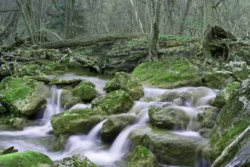 rushin water in a forest