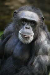 Schimpanse