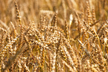Fototapeta premium Barley field