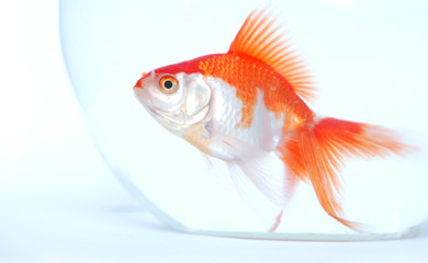 gold fish in glass pot
