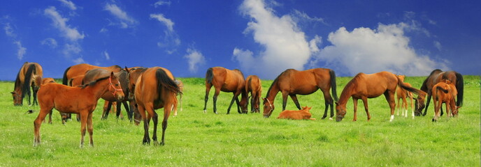 Horses on grassland - 15659339