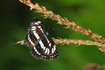 black butterfly in the parks