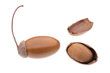 Obraz premium acorns on white background