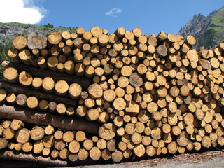 Exploitation foresti&egrave;re.