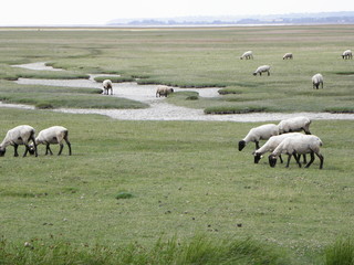 Obraz premium moutons prés salés