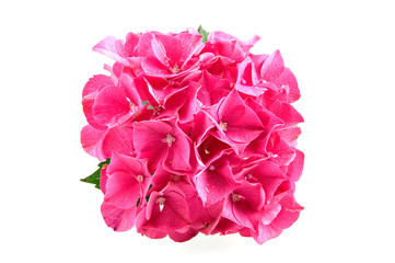 Wet pink hortensia