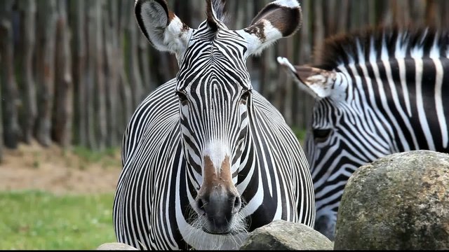 Zebra