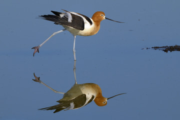 american avocet, recurvirostra americana