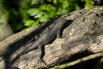 sceloporus occidentalis, western fence lizard