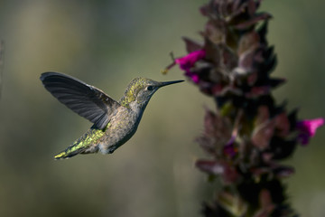 Obraz na płótnie Canvas anna's hummingbird, calypte anna