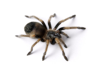 spider isolated on white background