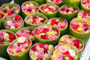 Pink Rose