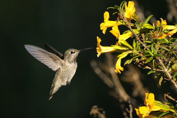 anna's hummingbird, calypte anna