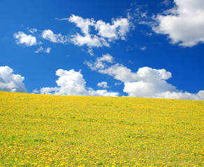 Obraz premium meadow