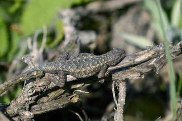 sceloporus occidentalis, western fence lizard